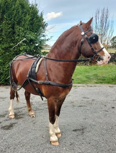 River harness standing 2